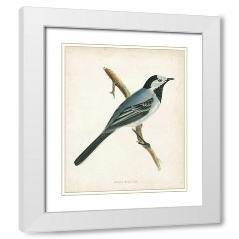 Morris White Wagtail White Modern Wood Framed Art Print with Double Matting by Morris