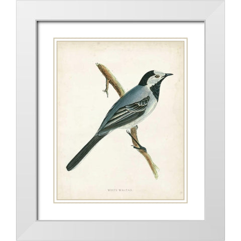Morris White Wagtail White Modern Wood Framed Art Print with Double Matting by Morris