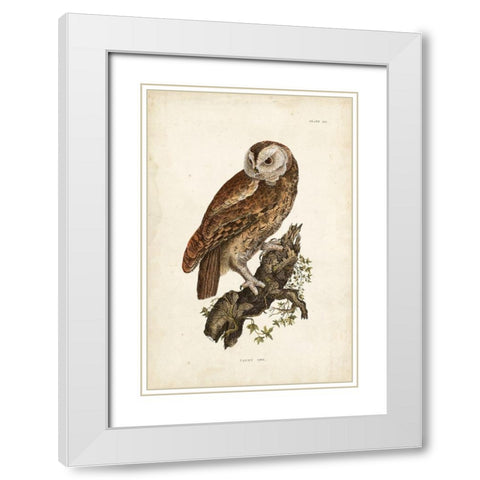 Tawny Owl White Modern Wood Framed Art Print with Double Matting by Selby, John