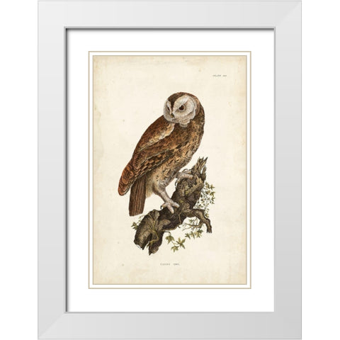 Tawny Owl White Modern Wood Framed Art Print with Double Matting by Selby, John