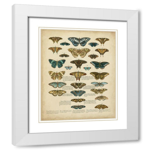 Tabula de Papilio White Modern Wood Framed Art Print with Double Matting by Sloan