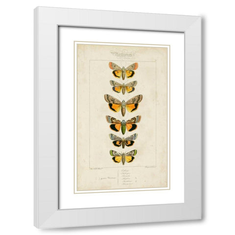 Pauquet Butterflies I White Modern Wood Framed Art Print with Double Matting by Pauquet