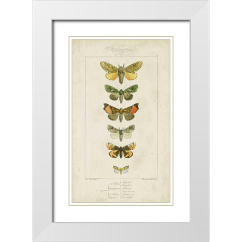 Pauquet Butterflies II White Modern Wood Framed Art Print with Double Matting by Pauquet