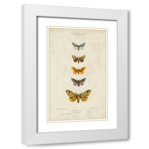 Pauquet Butterflies IV White Modern Wood Framed Art Print with Double Matting by Pauquet