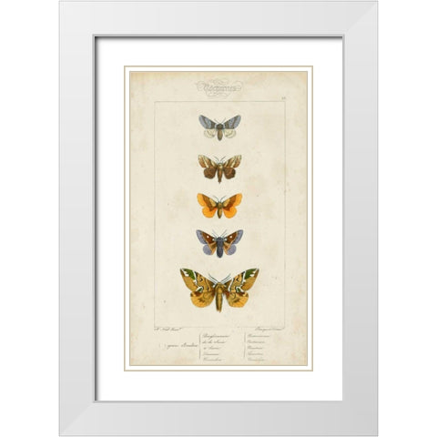 Pauquet Butterflies IV White Modern Wood Framed Art Print with Double Matting by Pauquet
