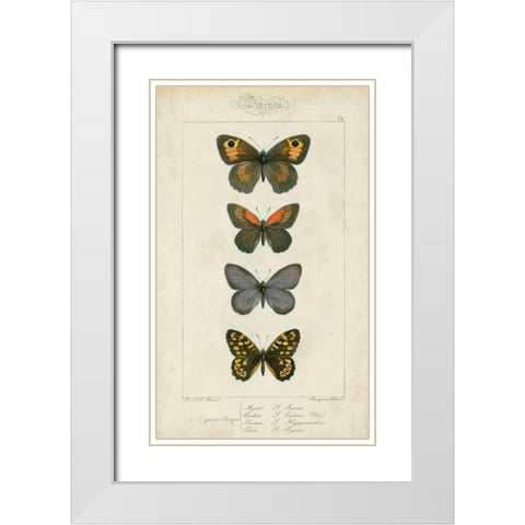 Pauquet Butterflies V White Modern Wood Framed Art Print with Double Matting by Pauquet