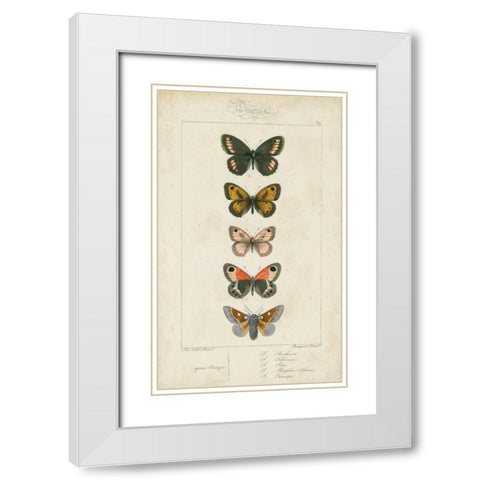 Pauquet Butterflies VI White Modern Wood Framed Art Print with Double Matting by Pauquet