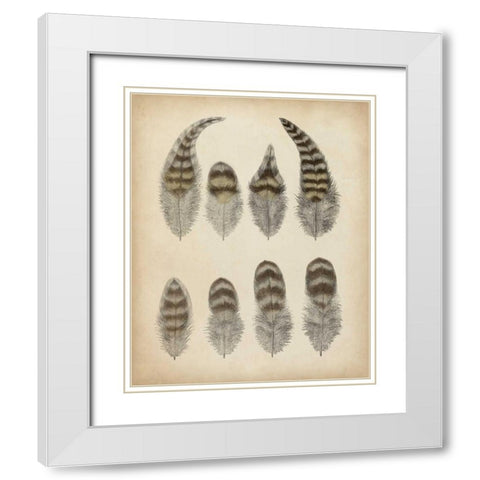 Vintage Feathers I White Modern Wood Framed Art Print with Double Matting by Unknown