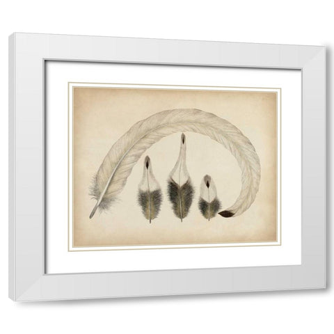 Vintage Feathers IV White Modern Wood Framed Art Print with Double Matting by Unknown