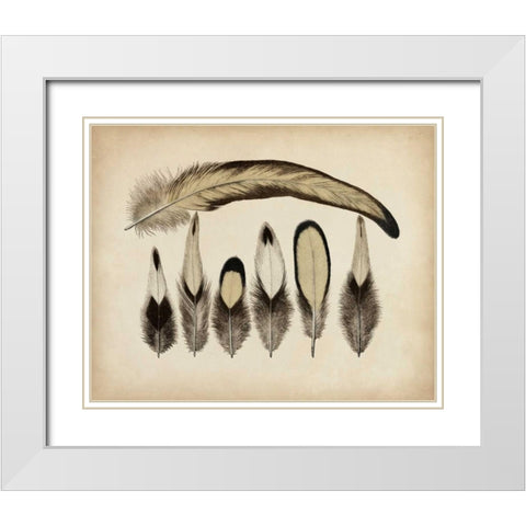 Vintage Feathers VII White Modern Wood Framed Art Print with Double Matting by Unknown