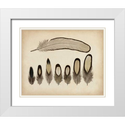 Vintage Feathers IX White Modern Wood Framed Art Print with Double Matting by Unknown