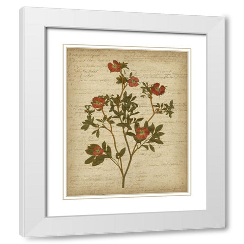 Romantic Pressed Flowers I White Modern Wood Framed Art Print with Double Matting by Goldberger, Jennifer