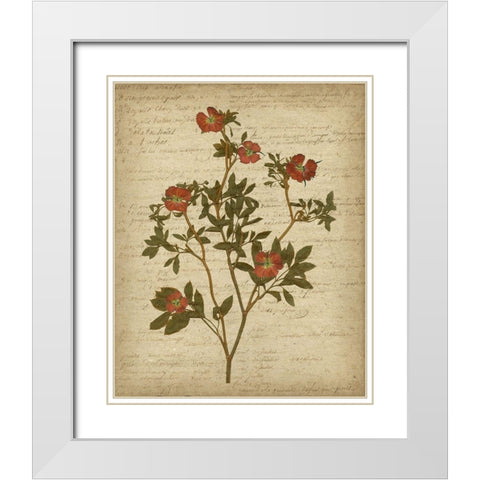 Romantic Pressed Flowers I White Modern Wood Framed Art Print with Double Matting by Goldberger, Jennifer