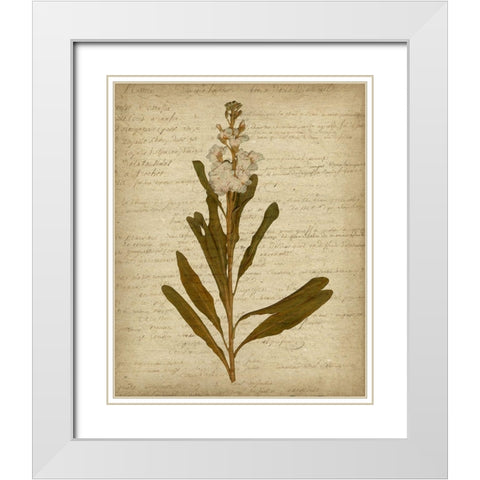 Romatic Pressed Flowers III White Modern Wood Framed Art Print with Double Matting by Goldberger, Jennifer