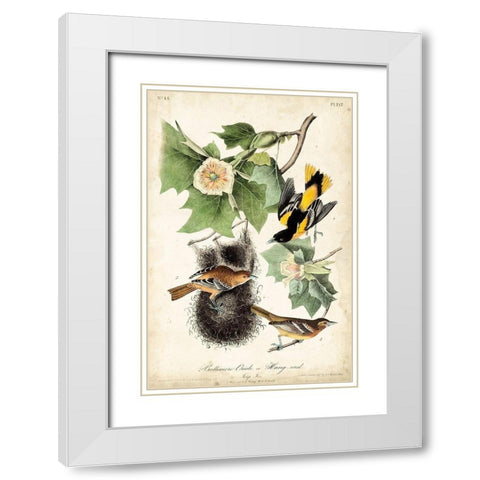 UA CH Baltimore Oriole White Modern Wood Framed Art Print with Double Matting by Audubon, John James
