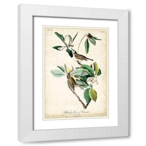 UA CH Warbling Vireo White Modern Wood Framed Art Print with Double Matting by Audubon, John James