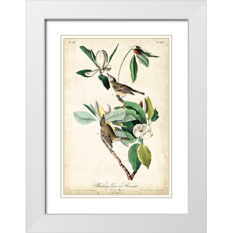 UA CH Warbling Vireo White Modern Wood Framed Art Print with Double Matting by Audubon, John James