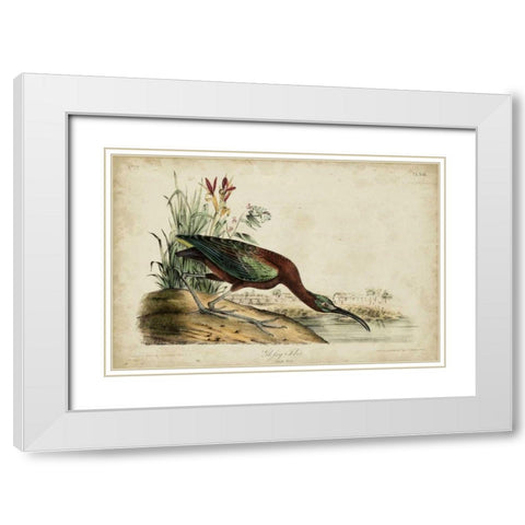 Glossy Ibis White Modern Wood Framed Art Print with Double Matting by Audubon, John James