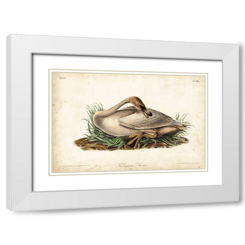 Trumpeter Swan II White Modern Wood Framed Art Print with Double Matting by Audubon, John James