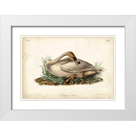 Trumpeter Swan II White Modern Wood Framed Art Print with Double Matting by Audubon, John James
