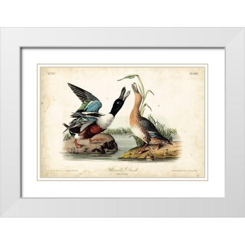 Audubon Ducks I White Modern Wood Framed Art Print with Double Matting by Audubon, John James