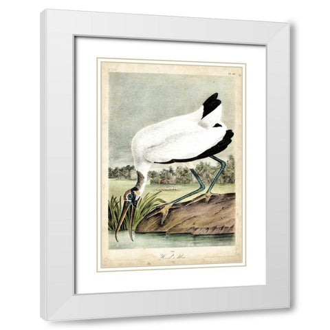 Coral Beauties IV White Modern Wood Framed Art Print with Double Matting by Van Houtteano, Horto