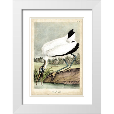 Coral Beauties IV White Modern Wood Framed Art Print with Double Matting by Van Houtteano, Horto