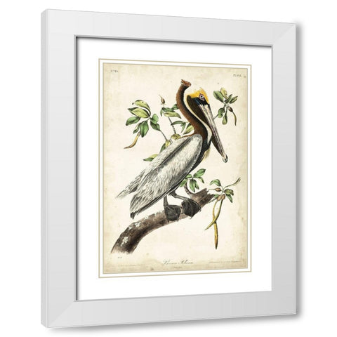 Brown Pelican White Modern Wood Framed Art Print with Double Matting by Audubon, John James