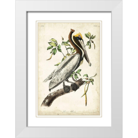 Brown Pelican White Modern Wood Framed Art Print with Double Matting by Audubon, John James