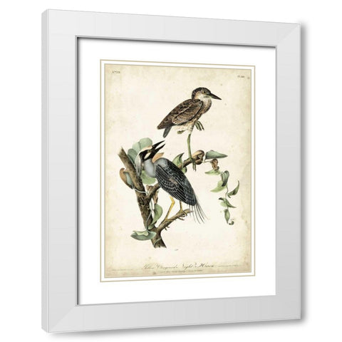 Night Heron White Modern Wood Framed Art Print with Double Matting by Audubon, John James