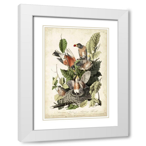 Audubons American Robin White Modern Wood Framed Art Print with Double Matting by Audubon, John James