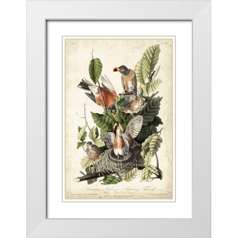 Audubons American Robin White Modern Wood Framed Art Print with Double Matting by Audubon, John James