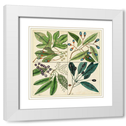 Catesby Leaf Quadrant I White Modern Wood Framed Art Print with Double Matting by Catesby, Mark