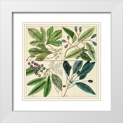 Catesby Leaf Quadrant I White Modern Wood Framed Art Print with Double Matting by Catesby, Mark
