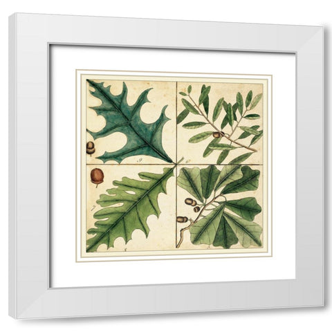 Catesby Leaf Quadrant III White Modern Wood Framed Art Print with Double Matting by Catesby, Mark