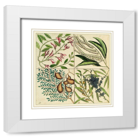 Catesby Botanical Quadrant IV White Modern Wood Framed Art Print with Double Matting by Catesby, Mark