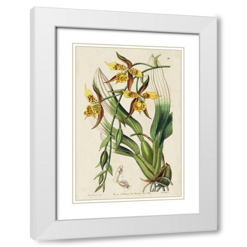 Spring Orchid I White Modern Wood Framed Art Print with Double Matting by Ridgeway