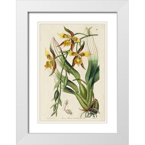 Spring Orchid I White Modern Wood Framed Art Print with Double Matting by Ridgeway