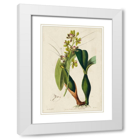 Spring Orchid III White Modern Wood Framed Art Print with Double Matting by Ridgeway