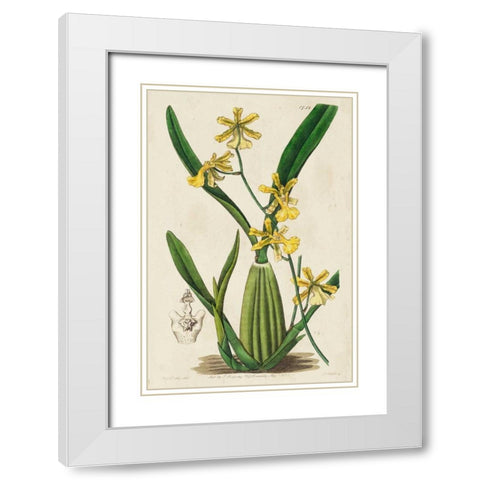 Spring Orchid IV White Modern Wood Framed Art Print with Double Matting by Ridgeway