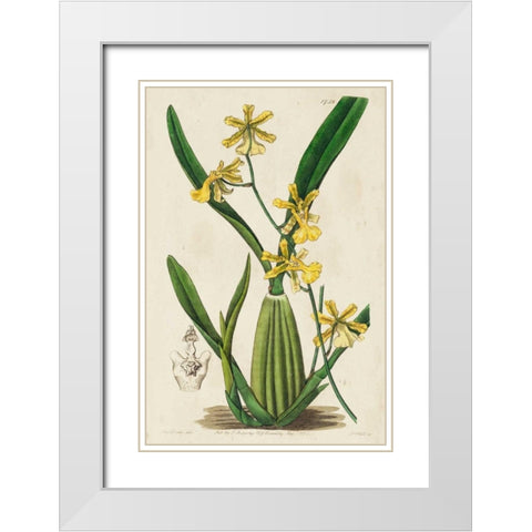 Spring Orchid IV White Modern Wood Framed Art Print with Double Matting by Ridgeway