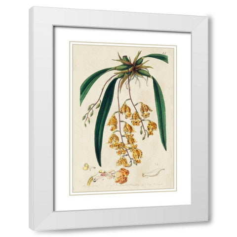 Spring Orchid VI White Modern Wood Framed Art Print with Double Matting by Ridgeway