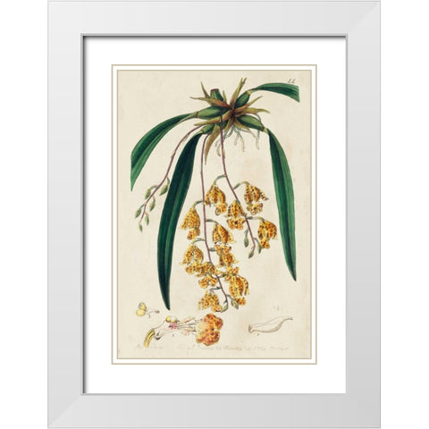 Spring Orchid VI White Modern Wood Framed Art Print with Double Matting by Ridgeway
