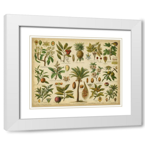 Classification of Tropical Plants White Modern Wood Framed Art Print with Double Matting by Vision Studio