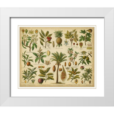 Classification of Tropical Plants White Modern Wood Framed Art Print with Double Matting by Vision Studio
