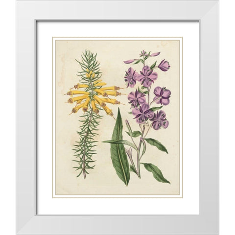 Garden Pairings I White Modern Wood Framed Art Print with Double Matting by Edwards, Sydenham