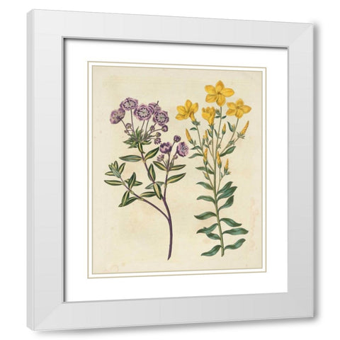 Garden Pairings II White Modern Wood Framed Art Print with Double Matting by Edwards, Sydenham