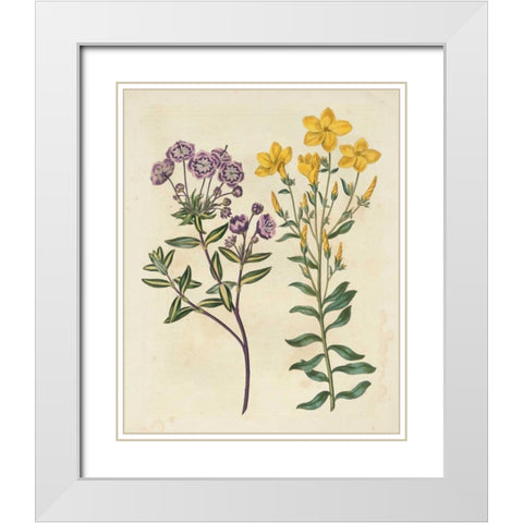 Garden Pairings II White Modern Wood Framed Art Print with Double Matting by Edwards, Sydenham