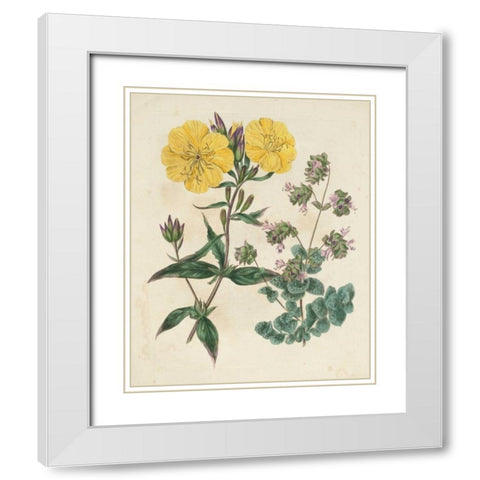 Garden Pairings III White Modern Wood Framed Art Print with Double Matting by Edwards, Sydenham