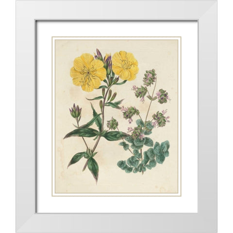 Garden Pairings III White Modern Wood Framed Art Print with Double Matting by Edwards, Sydenham